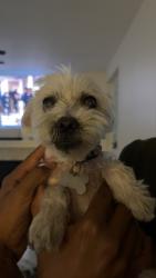 Reunited Female Dog last seen Ocean View hills pkwy, Palm Ave, San Diego, CA 92154