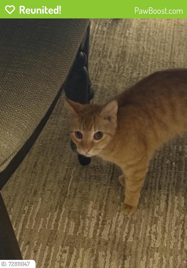 Reunited Male Cat last seen Westover Hills, Hunt, Weisman , San Antonio, TX 78251