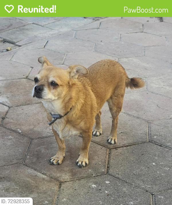 Reunited Male Dog last seen Flamingo and Jones, Las Vegas, NV 89103