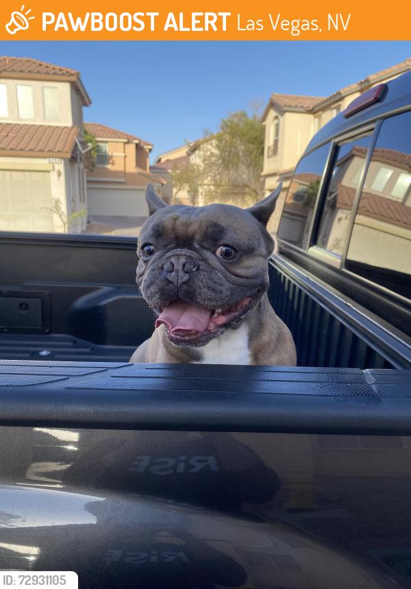 Found/Stray Male Dog last seen Jones and windmill , Las Vegas, NV 89146