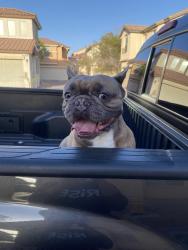 Found/Stray Male Dog last seen Jones and windmill , Las Vegas, NV 89146