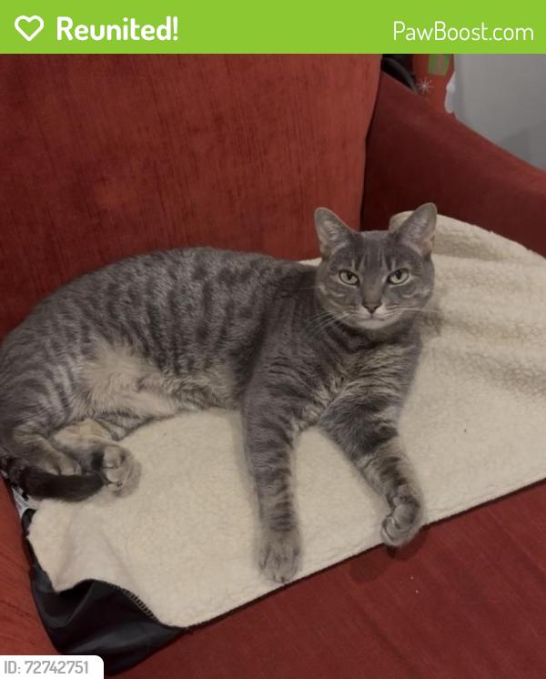 Reunited Female Cat last seen Back on 62 Lyman St, Across from Notre Dame Cemetery, South Hadley, MA 01075