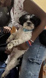 Reunited Female Dog last seen Near 52nd and W Capitol Drive, Milwaukee, WI 53216