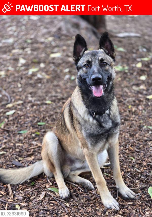 Lost Male Dog last seen Near E Barron Ave , Fort Worth, TX 76140