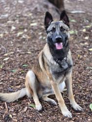Lost Male Dog last seen Near E Barron Ave , Fort Worth, TX 76140