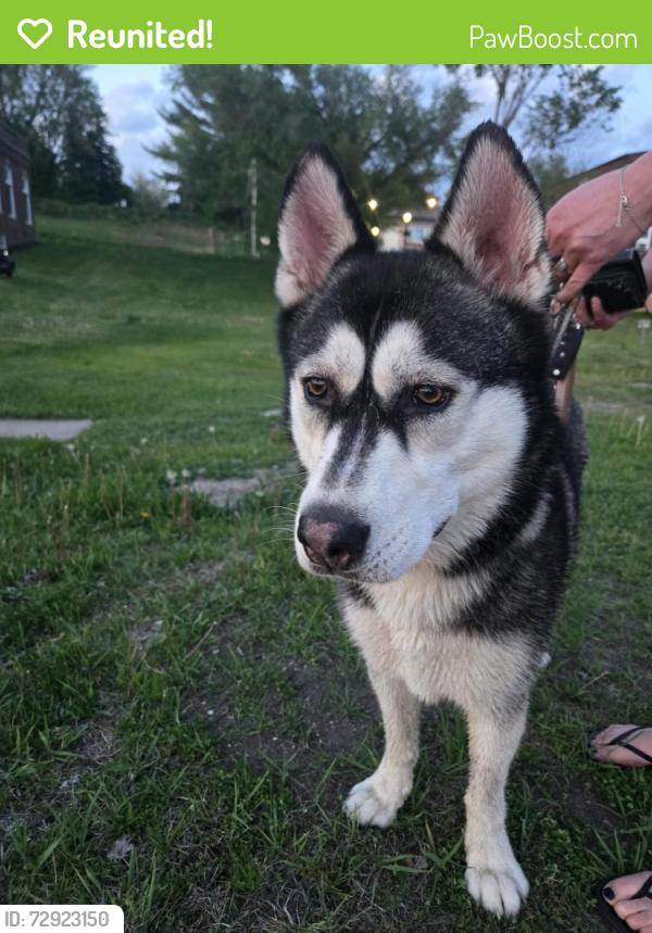 Reunited Female Dog last seen Found near pizza pub going into the road. No collar, Lindstrom, MN 55045