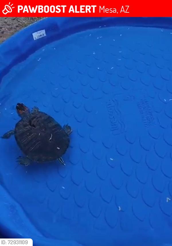 Lost Unknown Reptile last seen 8th Ave and Allen, Mesa, AZ 85204