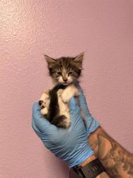 Shelter Stray Male Cat last seen El Paso, TX 79902, Fort Bliss, TX 79906