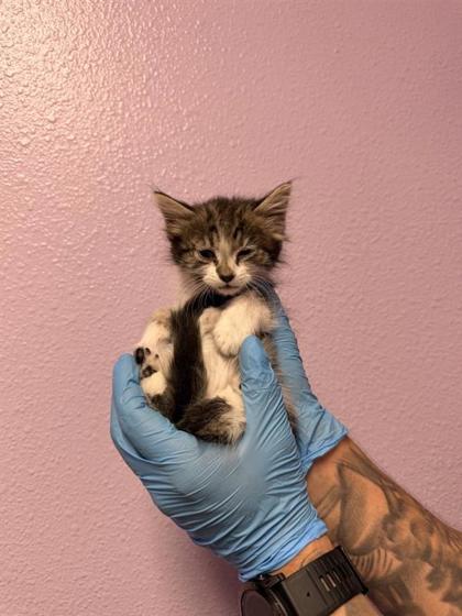 Shelter Stray Male Cat last seen El Paso, TX 79902, Fort Bliss, TX 79906