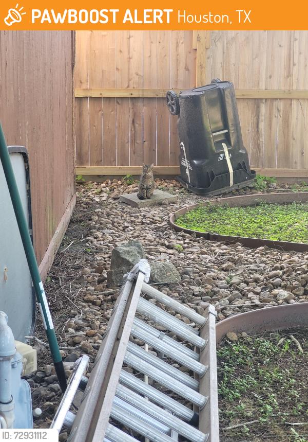Found/Stray Unknown Cat last seen Aspen bend and tc jester, Houston, TX 77068