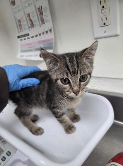 Shelter Stray Male Cat last seen , CA , Oakland, CA 94601