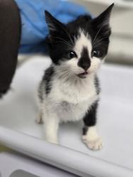 Shelter Stray Female Cat last seen , CA , Oakland, CA 94601