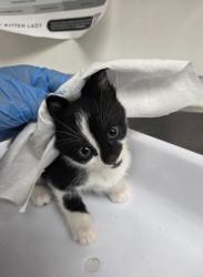 Shelter Stray Female Cat last seen , CA , Oakland, CA 94601
