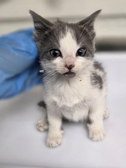 Shelter Stray Male Cat last seen , CA , Oakland, CA 94601