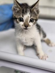 Shelter Stray Female Cat last seen , CA , Oakland, CA 94601
