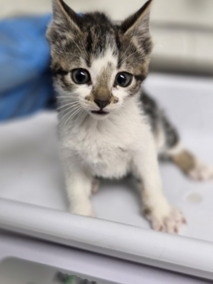 Shelter Stray Female Cat last seen , CA , Oakland, CA 94601