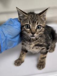 Shelter Stray Male Cat last seen , CA , Oakland, CA 94601
