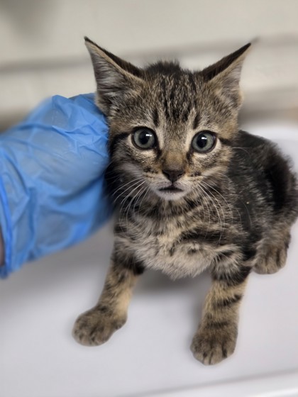 Shelter Stray Male Cat last seen , CA , Oakland, CA 94601