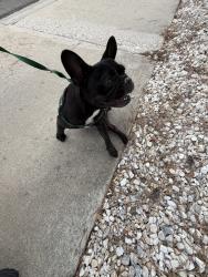Reunited Female Dog last seen Sunnymead Ranch and Silverleaf Cir, Moreno Valley, CA 92557