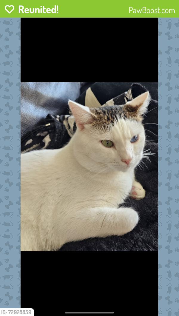 Reunited Male Cat last seen Santa Monica college campus, Santa Monica, CA 90404