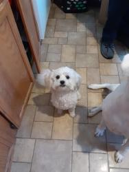 Lost Female Dog last seen Near old new cut rd., Louisville, KY 40118