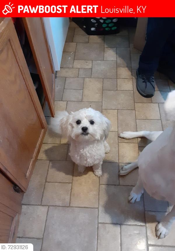 Lost Female Dog last seen Near old new cut rd., Louisville, KY 40118