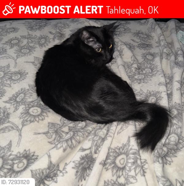 Lost Female Cat last seen NSU optometry , Tahlequah, OK 74464