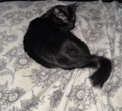 Lost Female Cat last seen NSU optometry , Tahlequah, OK 74464