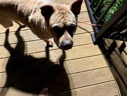 Reunited Male Dog last seen Kingswood Dr, off of Muir's Chapel, Greensboro, NC 27410