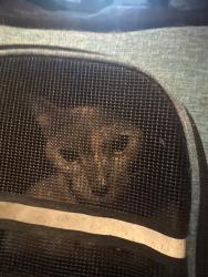 Reunited Female Cat last seen Nw 21st Terrace and Warren Ave, Oklahoma City, OK 73107