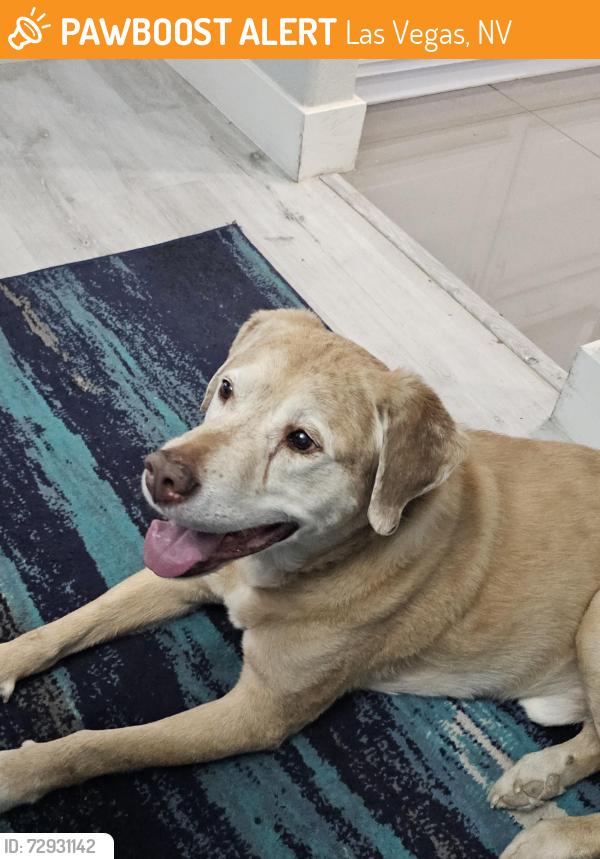 Found/Stray Male Dog last seen Warm springs and placid, Las Vegas, NV 89123