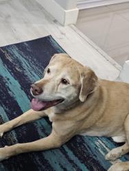 Found/Stray Male Dog last seen Warm springs and placid, Las Vegas, NV 89123