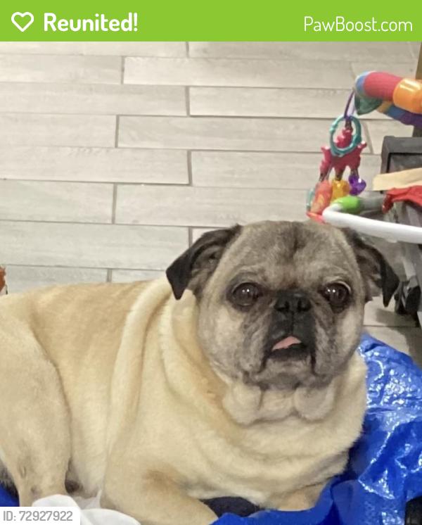 Reunited Male Dog last seen W 84th St & S Kostner Ave, near Durkin Park Elementary , Chicago, IL 60652