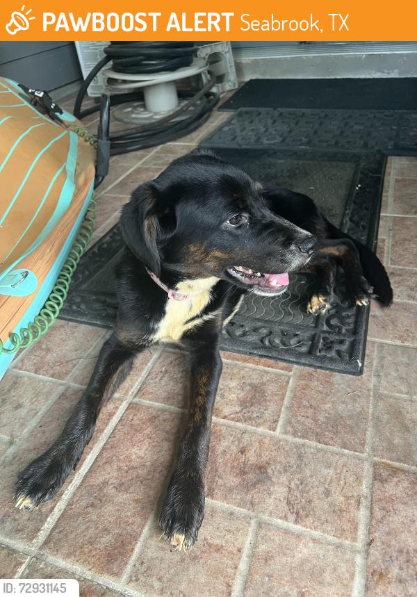 Found/Stray Unknown Dog last seen TH Seafood, Seabrook, TX 77586