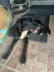 Found/Stray Unknown Dog last seen TH Seafood, Seabrook, TX 77586