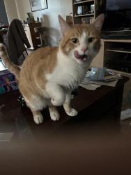 Reunited Male Cat last seen West medicine rd & 18th st. Close to west medcine park, Plymouth, MN 55441
