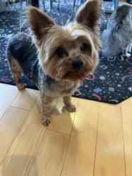 Reunited Male Dog last seen Rivière du Chein, Mobile, AL 36693
