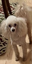 Reunited Male Dog last seen In Sonoma off of Stephanie, Henderson, NV 89012