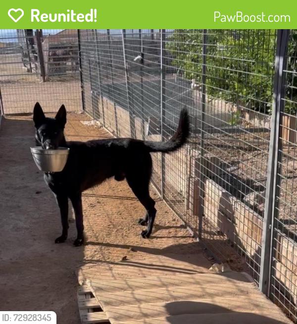 Reunited Male Dog last seen Near N 93rd Ave, Peoria, AZ 85383, USA, Peoria, AZ 85383