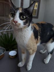 Found/Stray Female Cat last seen 43rd Ave and Dobbins Rd, Phoenix, AZ 85339