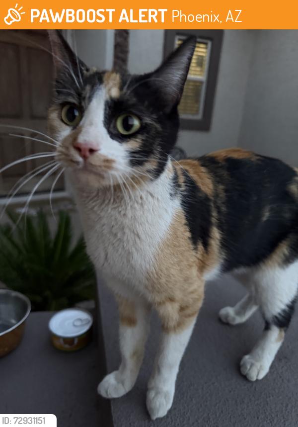 Found/Stray Female Cat last seen 43rd Ave and Dobbins Rd, Phoenix, AZ 85339