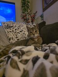 Reunited Female Cat last seen Near E Abilene Street Commerce City, Commerce City, CO 80022