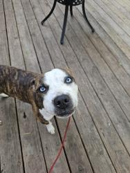 Found/Stray Female Dog last seen Kosciuszko Park, East Chicago, IN 46312