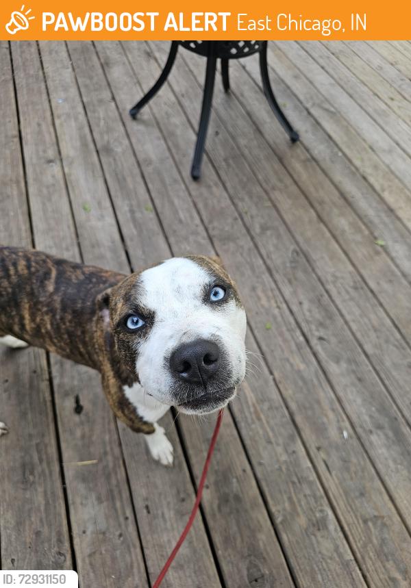 Found/Stray Female Dog last seen Kosciuszko Park, East Chicago, IN 46312