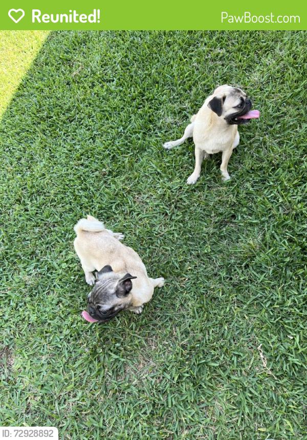 Reunited Male Dog last seen Near Pathfield Dr, Houston, TX 77084, USA, Houston, TX 77084