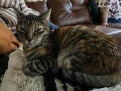 Reunited Female Cat last seen Near mill creek Dr , Fort Bragg, CA 95437