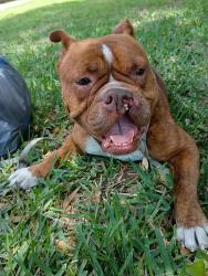 Lost Female Dog last seen End type of springs in our neighborhood that I don't know about somebody else lost my dog, Tarpon Springs, FL 34689