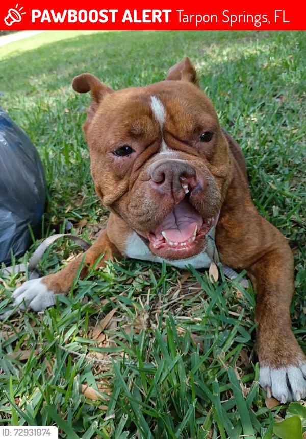Lost Female Dog last seen End type of springs in our neighborhood that I don't know about somebody else lost my dog, Tarpon Springs, FL 34689