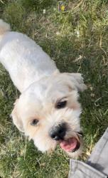 Reunited Male Dog last seen Parkway street,  east pall mall, Shenandoah ave, Winchester, VA 22601