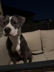 Reunited Female Dog last seen Riverside drive and fossil creek blvd. May have been on the golf course , Fort Worth, TX 76137